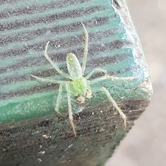 Araneus talipedatus