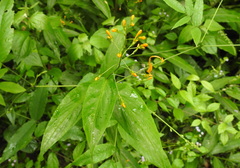 Phyllanthaceae