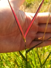 Hordeum brevisubulatum
