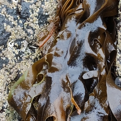 Undaria pinnatifida