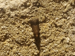 Eulogia ochrifrontella