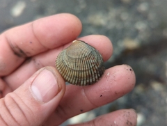 Cardiidae