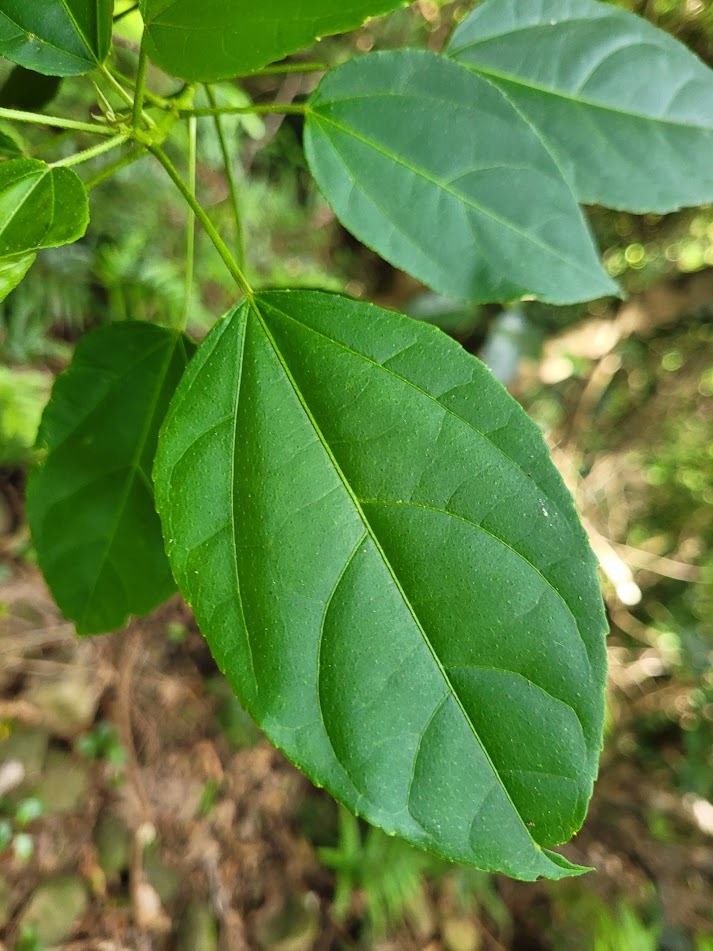 Croton tiglium L.