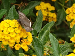 Erynnis tristis