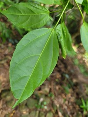 Croton tiglium