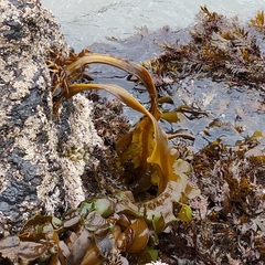 Undaria pinnatifida