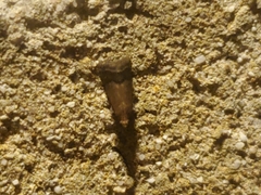 Eulogia ochrifrontella