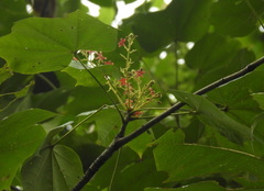 Sterculia urens