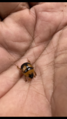 Bolbocerosoma hamatum