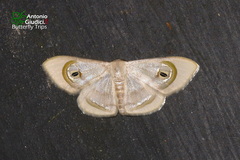 Problepsis achlyobathra