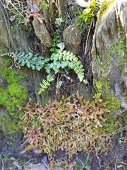 Asplenium obovatum obovatum