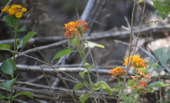 Lantana urticoides