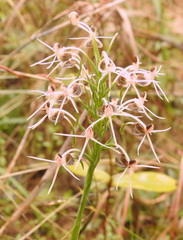 Habenaria rostellifera