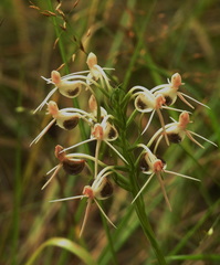 Habenaria rostellifera