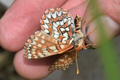 Euphydryas