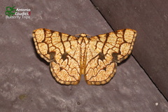 Heterostegane subtessellata
