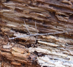 Argosarchus horridus