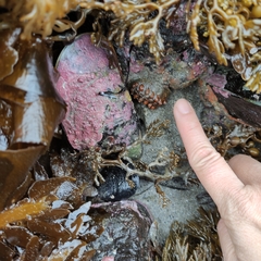 Cryptoconchus porosus