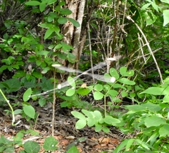 Mecistogaster ornata