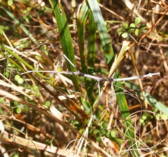 Argosarchus horridus