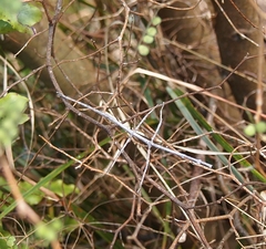 Argosarchus horridus