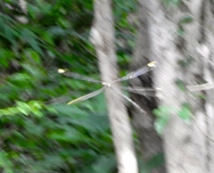 Mecistogaster ornata