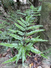 Arachniodes aristata