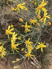 Senecio spartioides