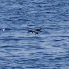 Puffinus lherminieri