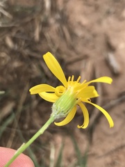Senecio spartioides