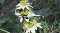 Myzinum obscurum