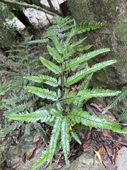 Arachniodes aristata