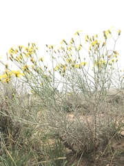 Senecio spartioides