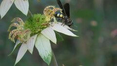 Myzinum obscurum