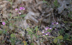 Lespedeza procumbens