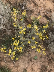 Senecio spartioides