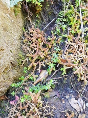 Selaginella denticulata