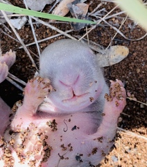 Sylvilagus cunicularius