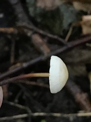 Mycetinis scorodonius