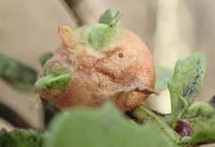 Rhopalomyia californica