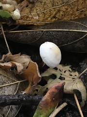 Mycetinis scorodonius