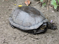 Kinosternon integrum