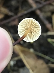 Mycetinis scorodonius