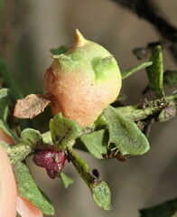 Rhopalomyia californica
