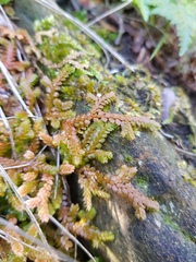 Selaginella denticulata