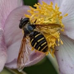 Sericomyia chalcopyga