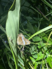 Anartia fatima