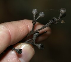 Eucalyptus campanulata