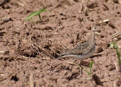 Bartramia longicauda