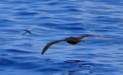 Cheilopogon melanurus